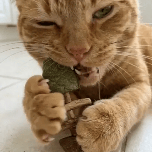🔥Day Sale 50% OFF🐾-Catnip & Silvervine Chew
